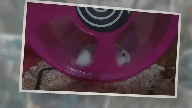 'Video thumbnail for How To Care For Your Pet Rat: Complete Beginners Guide'