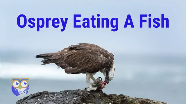 'Video thumbnail for Osprey Eating A Fish - Birdwatch World'