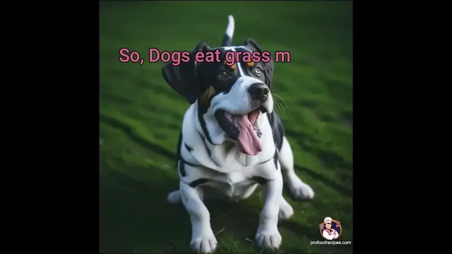 'Video thumbnail for Why Do Dogs Eat Grass Outdoors?'