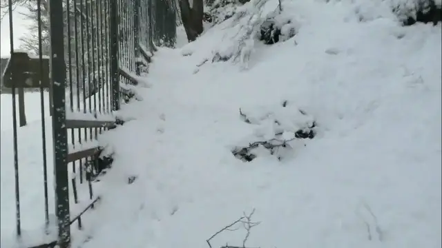 'Video thumbnail for A walk in the snowy Belgrade Forest, Istanbul. January 25, 2022 part 1'