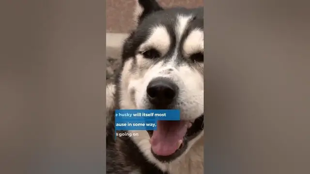 'Video thumbnail for Why Dogs Hate Huskies'