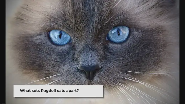 'Video thumbnail for Why Are Ragdoll Cats So Expensive? Unraveling the Mystery'
