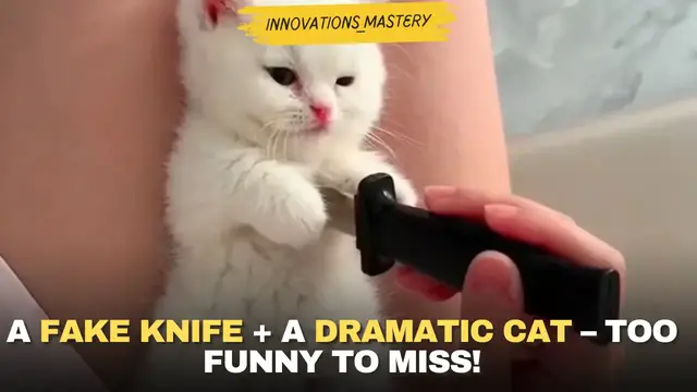 'Video thumbnail for A Fake Knife + A Dramatic Cat – Too Funny to Miss!'