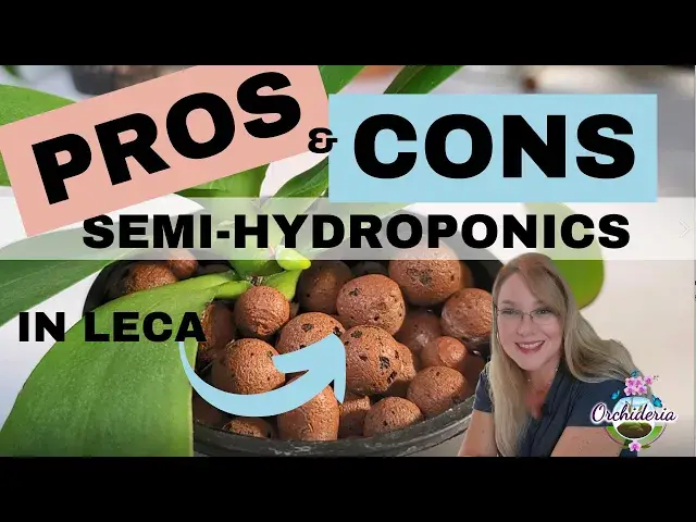 'Video thumbnail for Pros and Cons of Semi-Hydroponics in Leca Pebbles for Orchids'