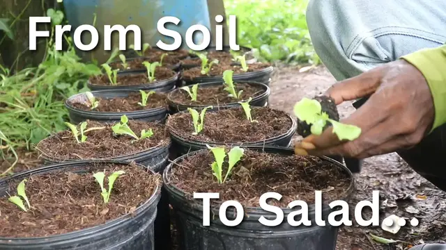 'Video thumbnail for How I Grow Lettuce in Containers Using Homemade Potting Soil'
