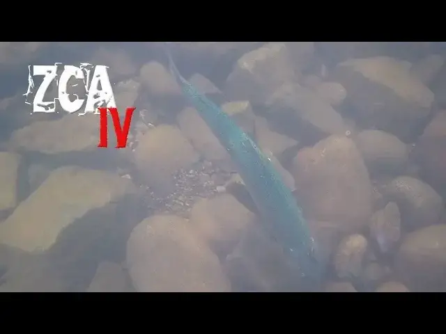 'Video thumbnail for UNDERWATER VIDEO of CHUM, COHO & RAINBOW! The Zombie Chum Awakening 4!!'