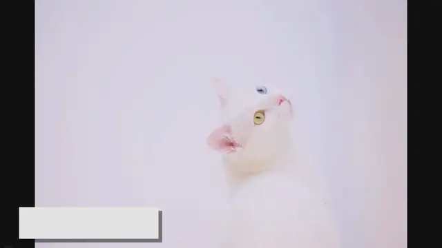 'Video thumbnail for Ragdoll Eye Colors: The Fascinating Truth Revealed!'