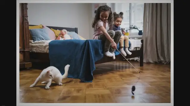 'Video thumbnail for How to Make Your Cat Cuddly?'
