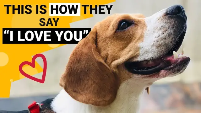 'Video thumbnail for 10 Signs that your Beagle Loves You the Most'