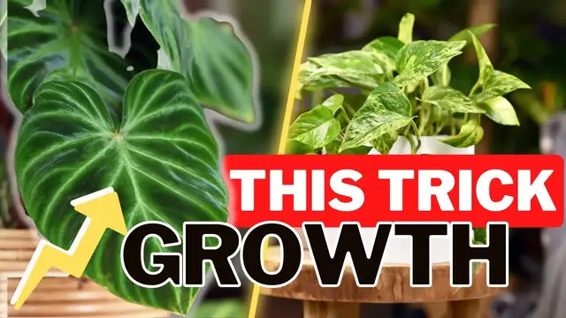 'Video thumbnail for How To Get Plants To Grow FASTER & BIGGER. Why Every Plant Person Should Be Using A Copper Spray!'