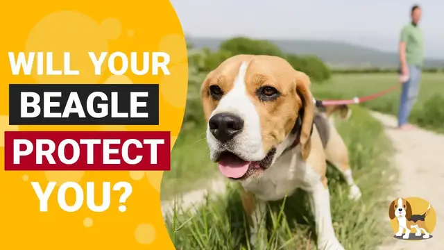 'Video thumbnail for Can Beagles Defend their Owners'