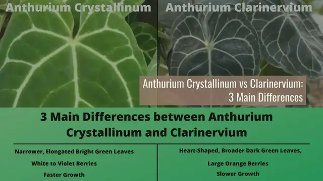 'Video thumbnail for Anthurium Crystallinum vs Clarinervium 3 Main Differences '