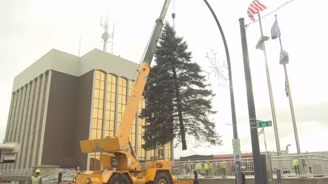 'Video thumbnail for Christmas Tree Search Underway'