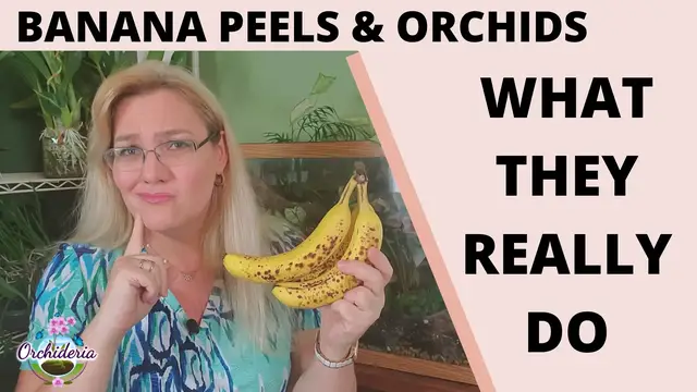 'Video thumbnail for Using Banana Peels as Orchid Fertilizer'