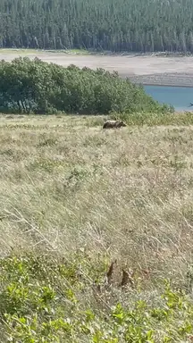 'Video thumbnail for Bear Sighting in Yellowstone National Park'