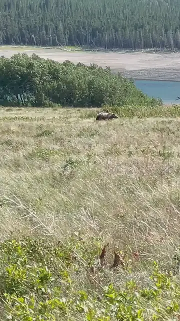 'Video thumbnail for Bear Sighting in Yellowstone National Park'