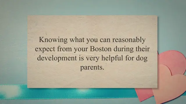 'Video thumbnail for Boston Terrier Growth Stages and Puppy Development Chart'