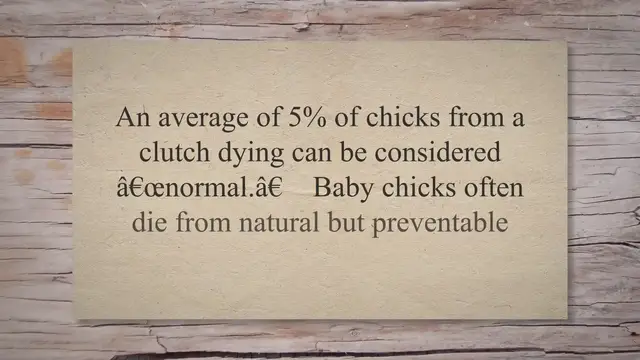 'Video thumbnail for 9 Reasons Baby Chicks Die'