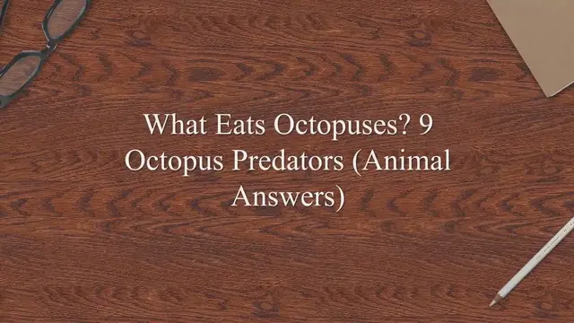 'Video thumbnail for What Eats Octopuses? 9 Octopus Predators (Animal Answers)'