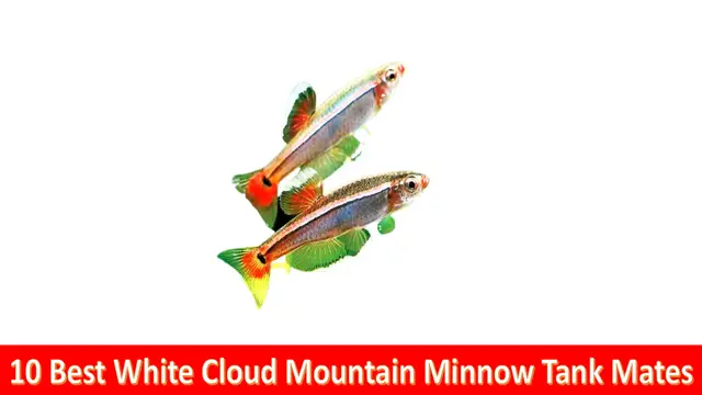 'Video thumbnail for Best white cloud minnows tank mates'