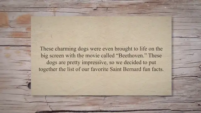 'Video thumbnail for 5 Saint Bernard Fun Facts'