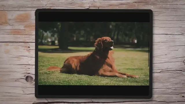 'Video thumbnail for Male vs. Female Golden Retrievers'