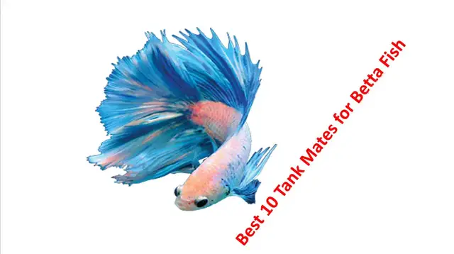 'Video thumbnail for Best tank mates for betta fish '
