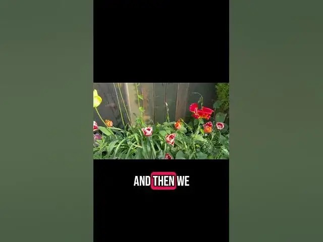 'Video thumbnail for Tulip season is in full bloom! Come take a peek at these vibrant beauties'