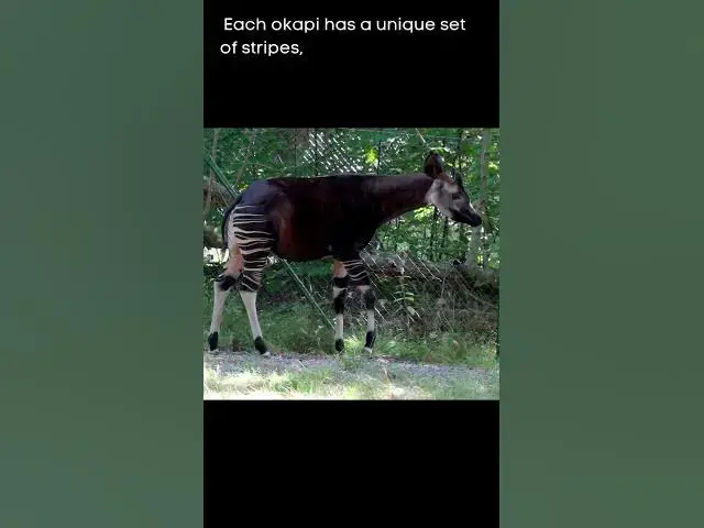 'Video thumbnail for The Unseen Animal Okapi - #okapi #wildlifeexploration #wildlifeconservation #animaloftheday'