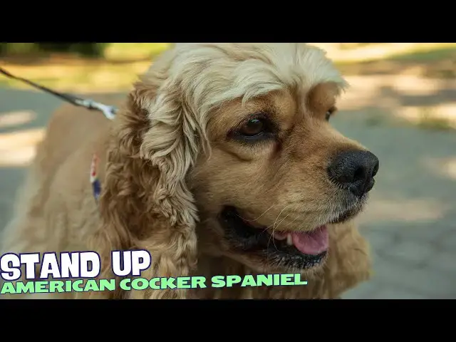 'Video thumbnail for 7 Things You Need to Know BEFORE Getting an American Cocker Spaniel! ✨'