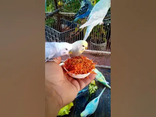 'Video thumbnail for This Amazon bird toy is SO COOL#birds#parrot #birdslover #budgis #lovebirds #budgiegar #cute #health'