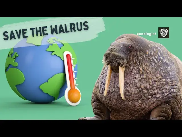 'Video thumbnail for What Do Walruses Eat? | Deep Dive into the Walrus Diet & Lifestyle'