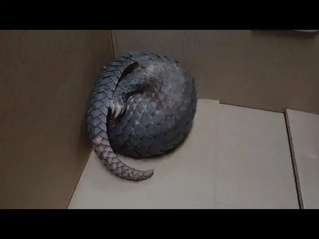 'Video thumbnail for Pangolin : The most trafficked Animal - Pangolin Facts & Information'