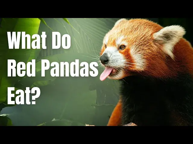'Video thumbnail for What do Red Pandas Eat - Red Pandas Diet in Wild & Captivity'