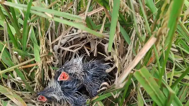 'Video thumbnail for ceria si kecil burung bubut melihat induknya membawa belalang segar'