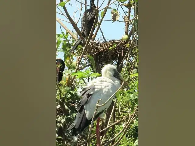 'Video thumbnail for Wow Nice Gain Bird A lot EP 35 #birds #nestbird #birdalot #birdfeed #birdeat'