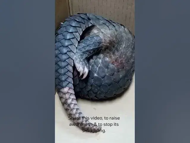 'Video thumbnail for Pangolin being sumggled in a box #shorts #viral #pangolin #pangolins #smugglers #illegal'