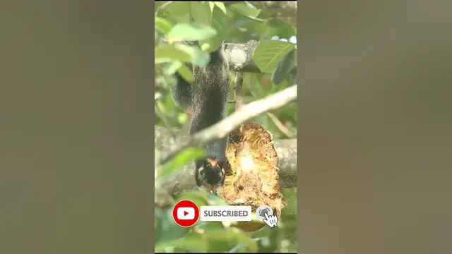 'Video thumbnail for Giant Squirrel eating jackfruit #shorts'