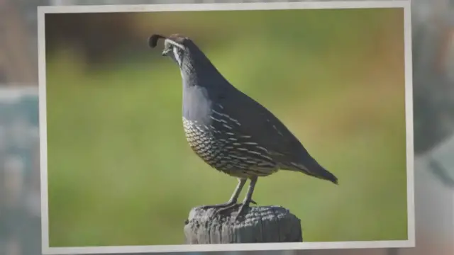 'Video thumbnail for Are Quails Noisy? – Quail Communication 101'