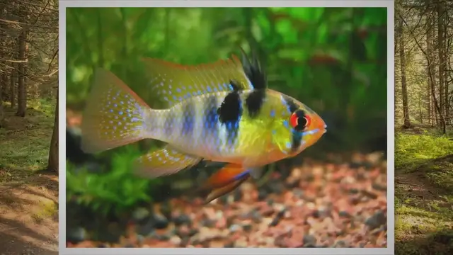 'Video thumbnail for German Blue Ram Care Guide & Species Profile'