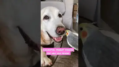 'Video thumbnail for two happy friends dog and cockatiel bird'