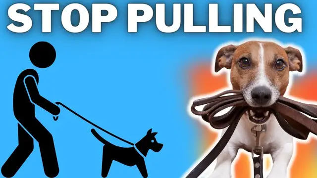 'Video thumbnail for Stop Pulling: Walking A Jack Russell Terrier Correctly (Luna and I Break It Down)'