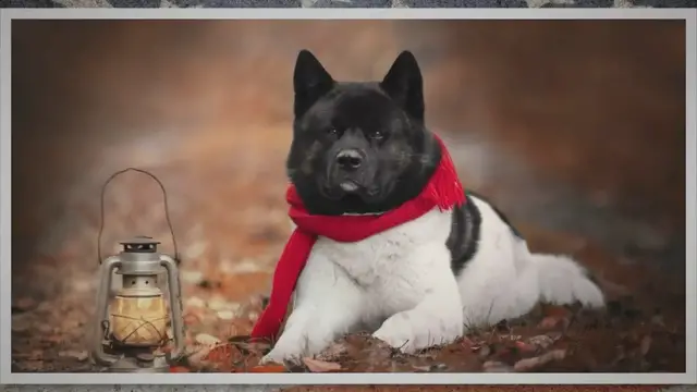 'Video thumbnail for 6 American Akita Fun Facts'