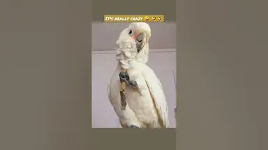 'Video thumbnail for Corella cockatoo enjoy time'