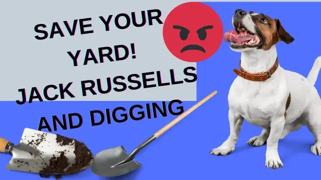'Video thumbnail for JACK RUSSELL'S AND DIGGING (AVOID HOLES IN THE YARD)'