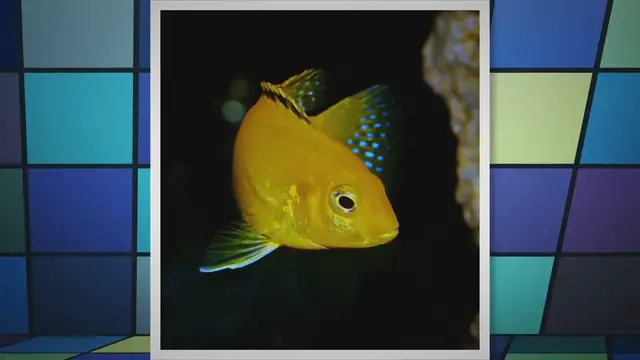 'Video thumbnail for African Cichlid Care Guide & Species Profile'
