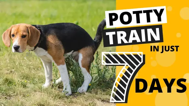 'Video thumbnail for How to Potty Train your Beagle in 7 Days'