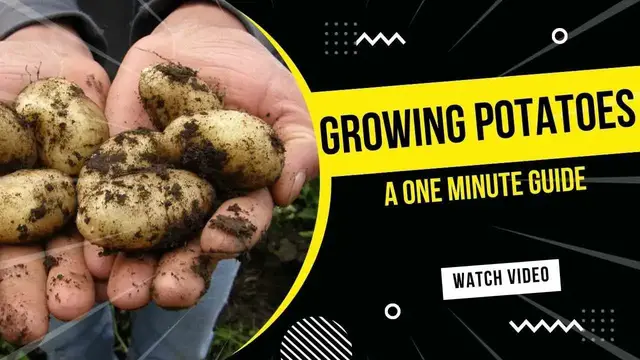 'Video thumbnail for How to Grow Potatoes from Tubers | A One Minute Guide #shorts'