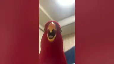 'Video thumbnail for Red lory Cry like a baby'