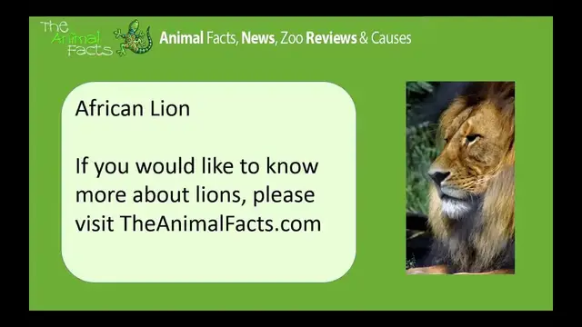 'Video thumbnail for African Lions by The Animal Facts'